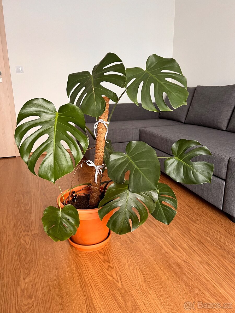 Monstera