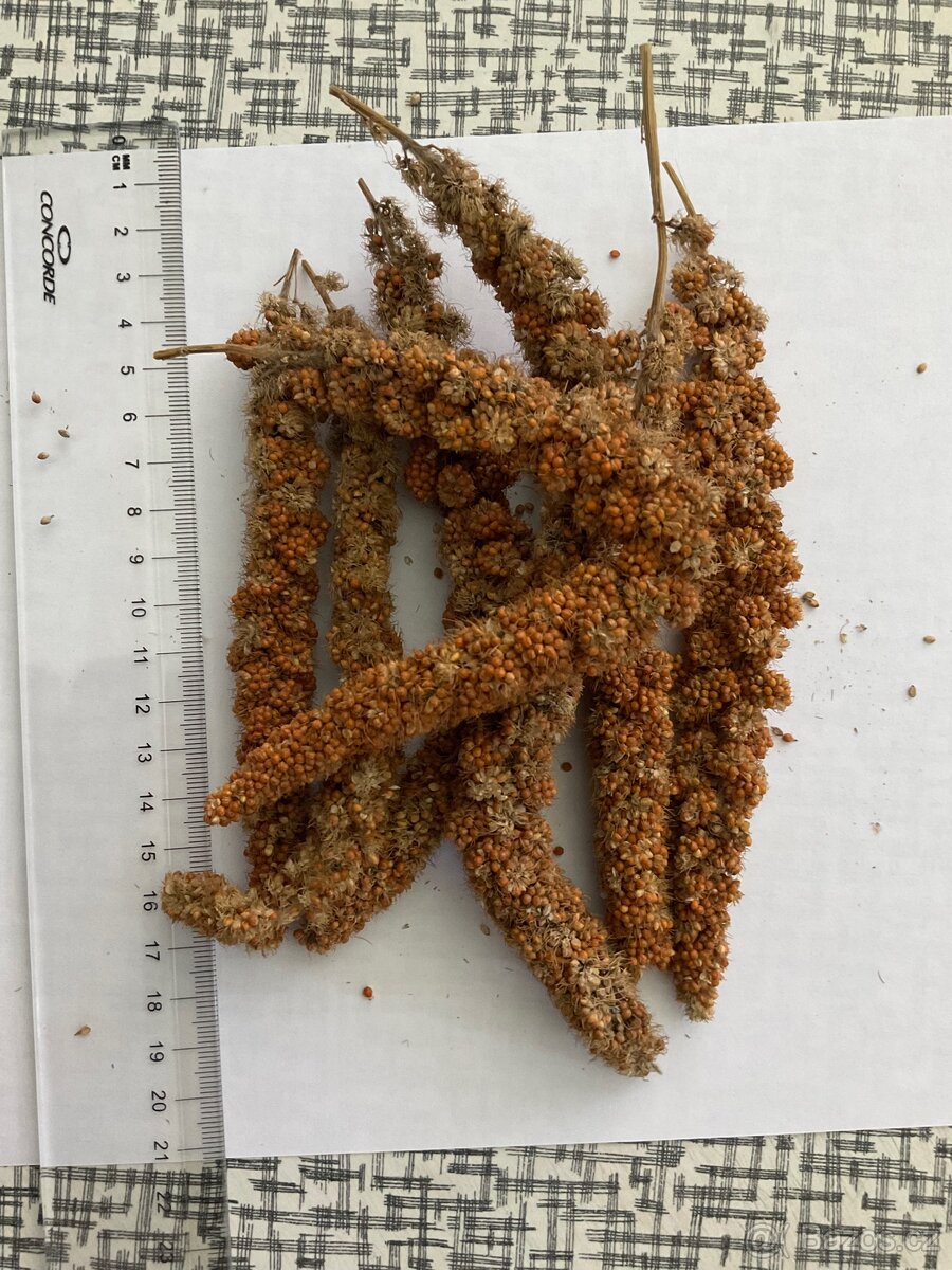 Senegalské proso v klasech , 2.jakost , 3 kg za 200 kc .