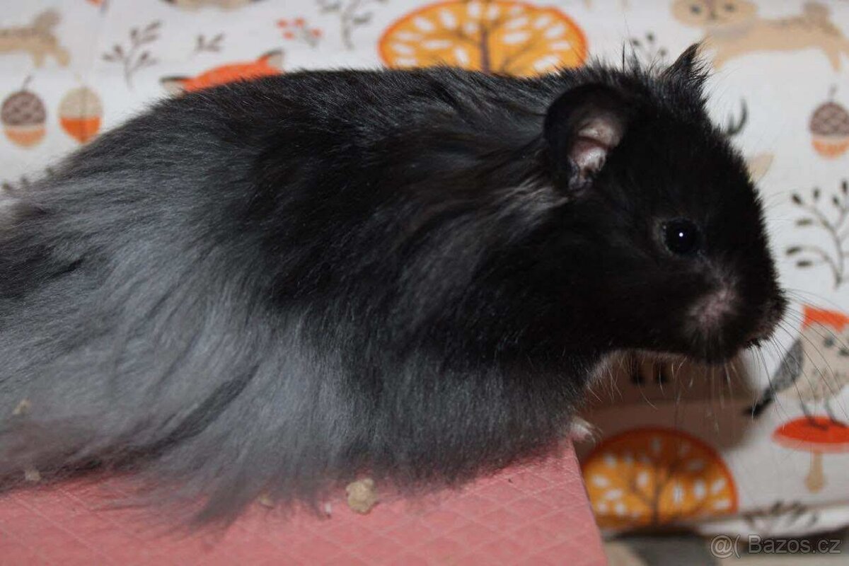 Syrský křeček