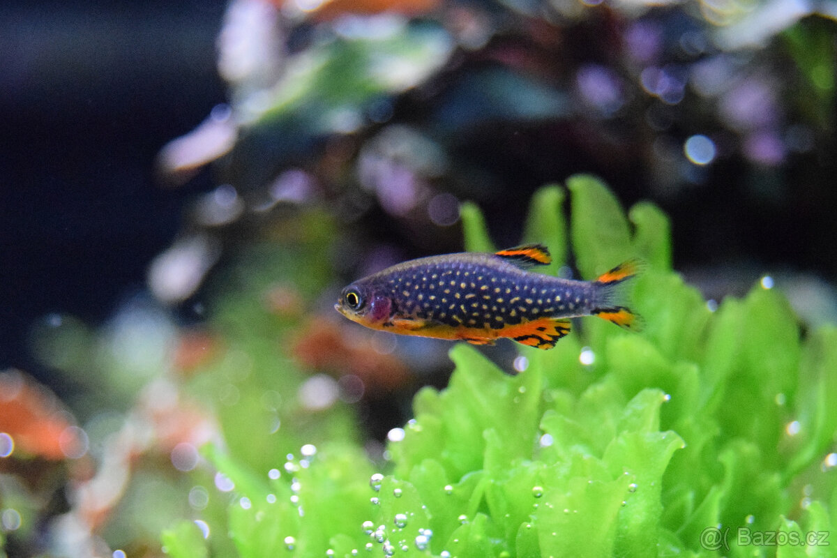 Dánio perlové - Razbora galaxy