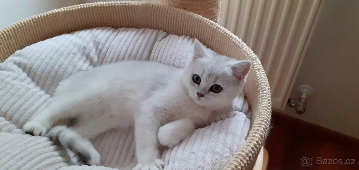 Britská kočička s PP ihned k odběru