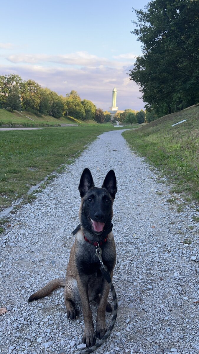 Belgický ovčák Malinois s PP