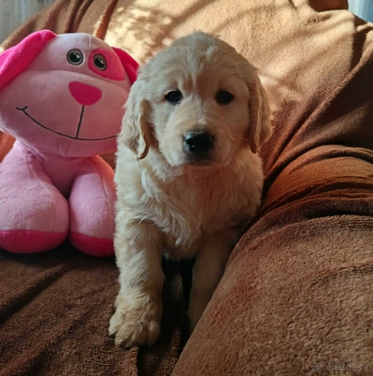 Zlatý retriever, zlatý retrívr - štěňata