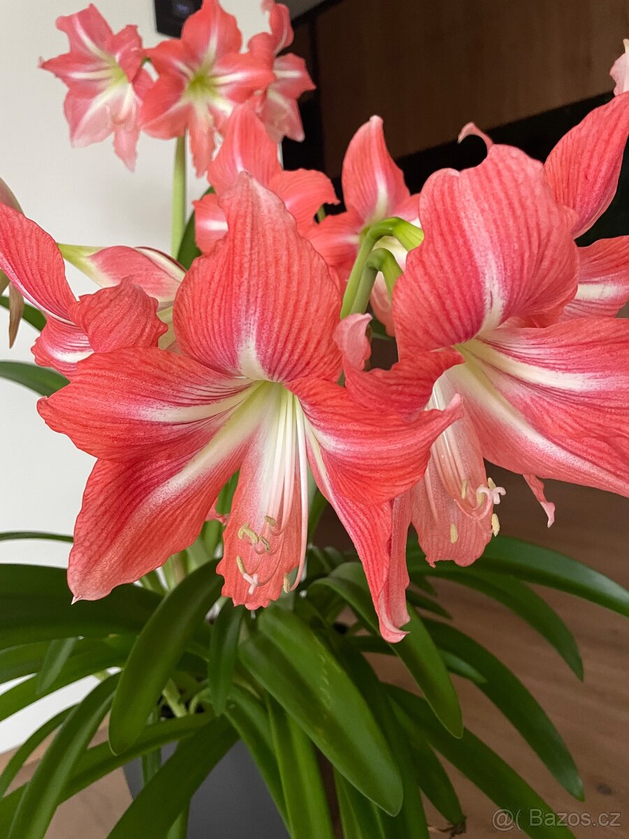 Klívie nebolí hvezdnik