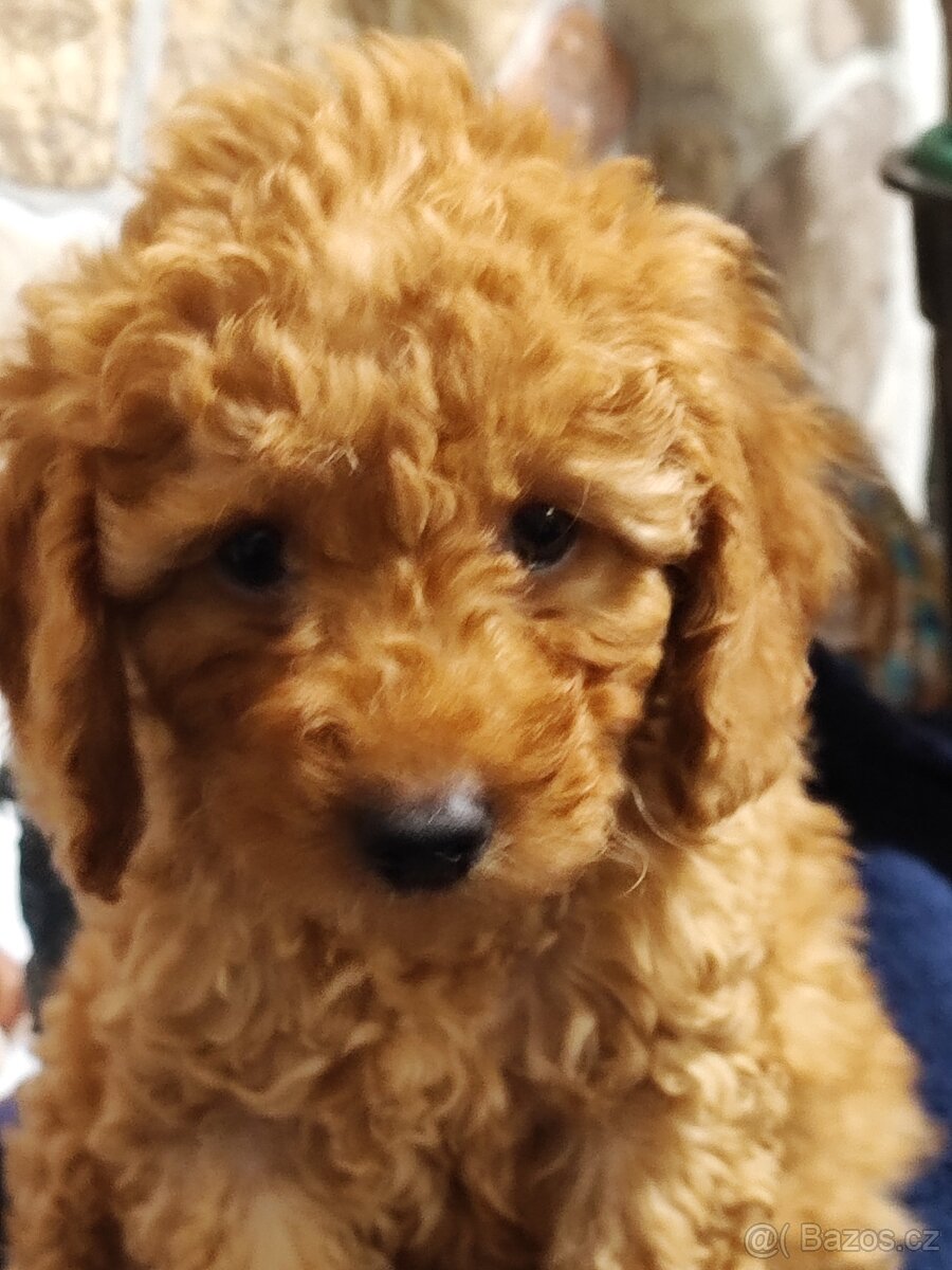 Pudl trpasličí s P.P.