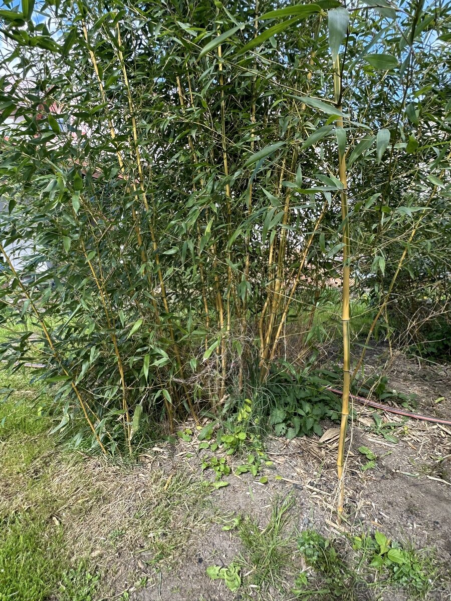 Zahradní bambus
