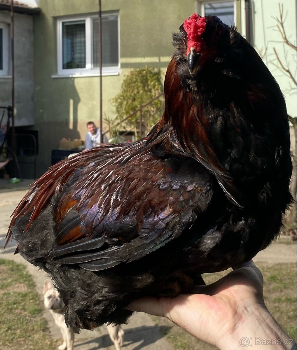 Kouhouti Arakun a hedvábničky