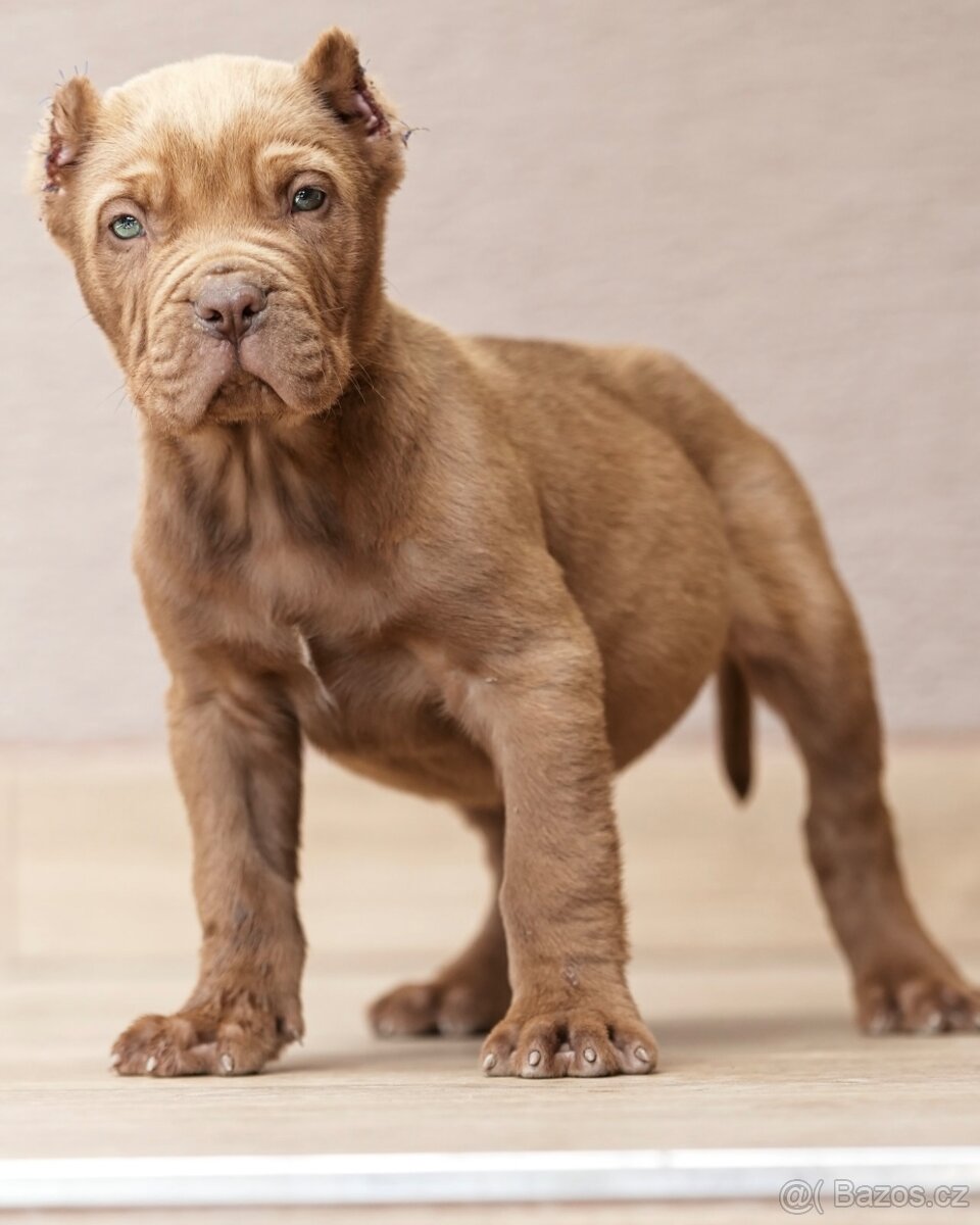 Bandog, Molos , Mastif