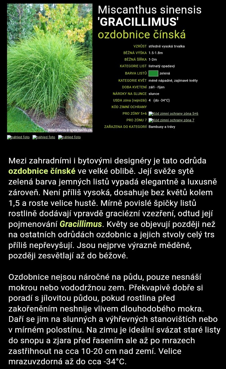 Ozdobnice čínská (Miscanthus sinensis) ´ZEBRINUS´