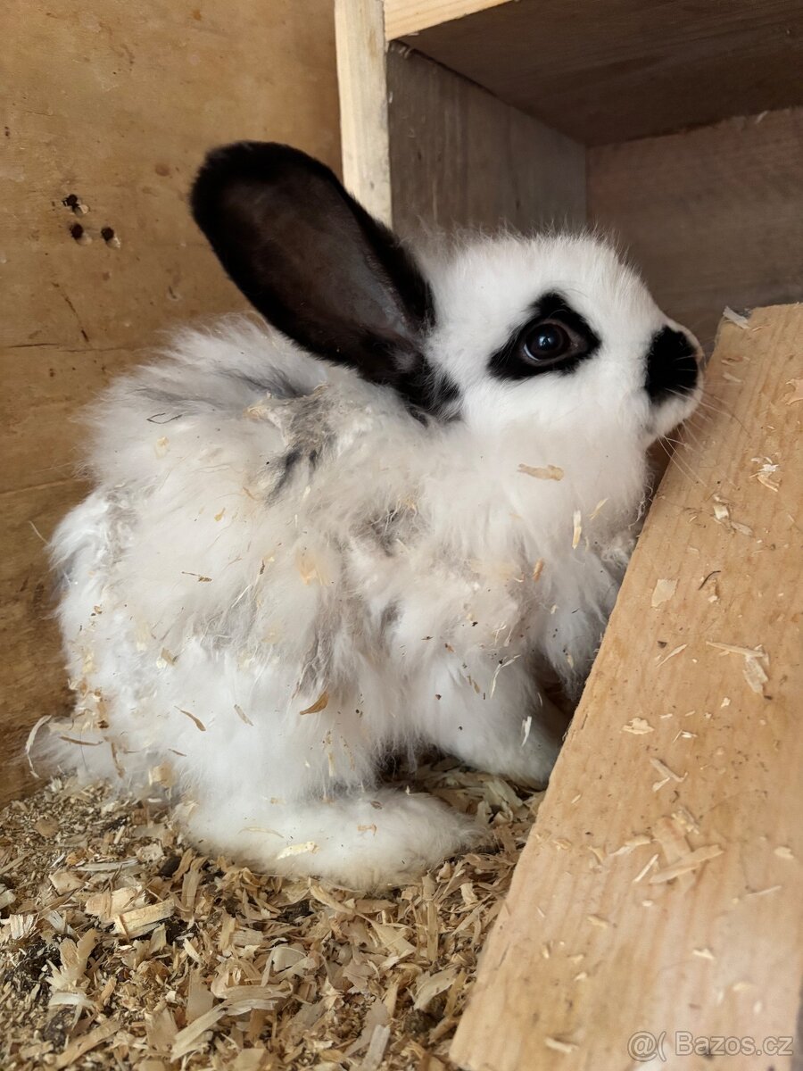 Králík