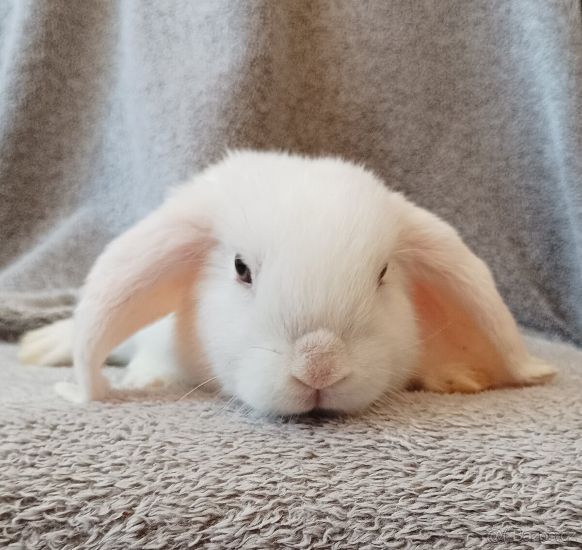 Samička zakrslého beránka 🐇🐇