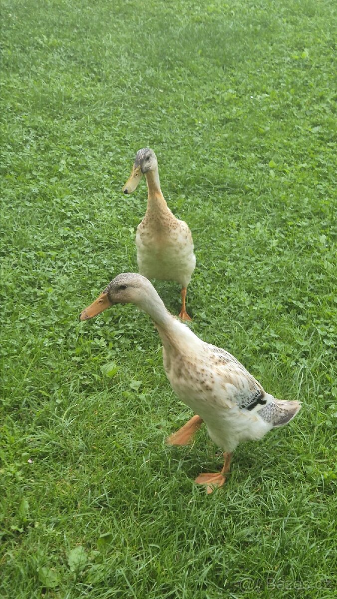 Indický běžec