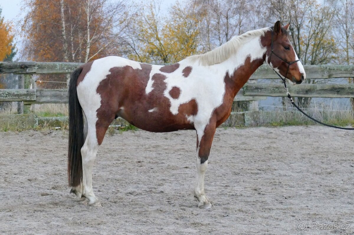 Tříletý valach CS po Heartvit ZH