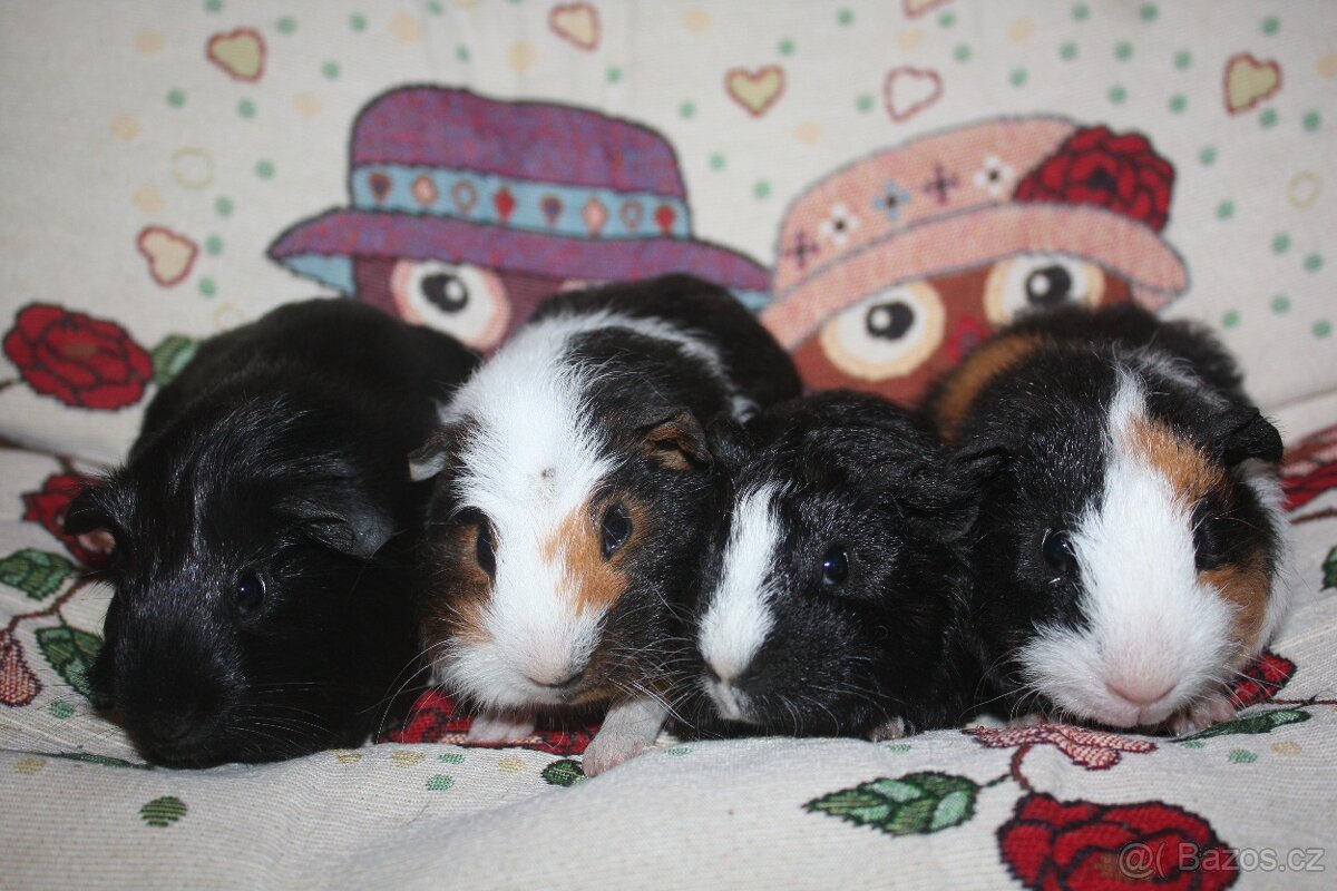 Morčata krátkosrstá