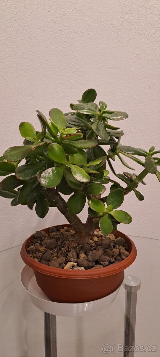 Crassula -Tlustice