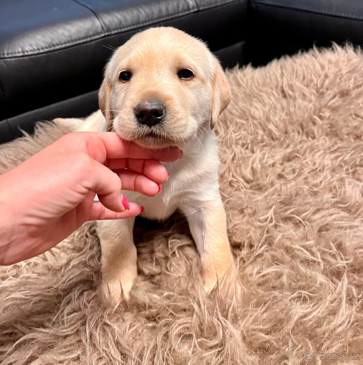 Labrador štěňata hnědo- černa , zlaty