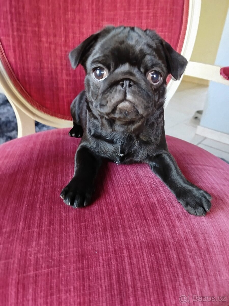 Mops