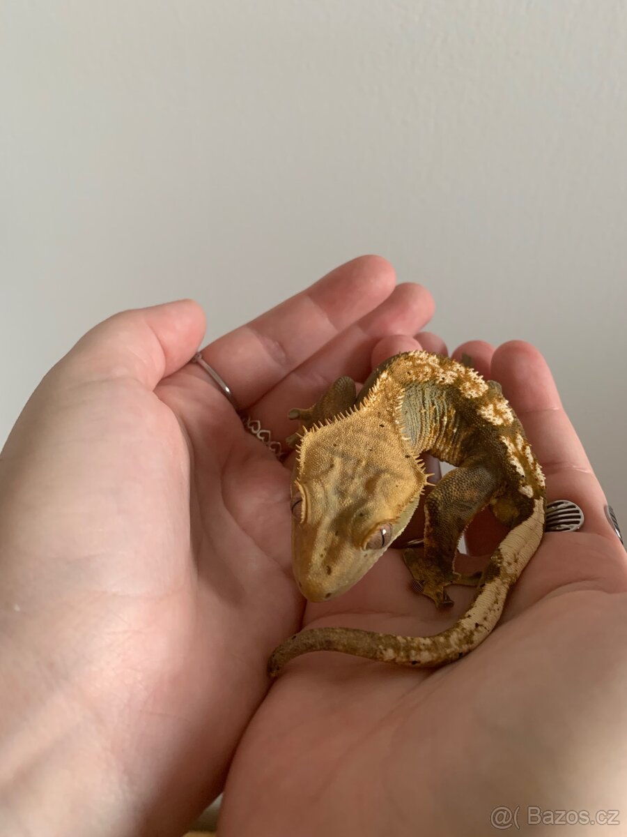 Prodám pagekon řasnatý