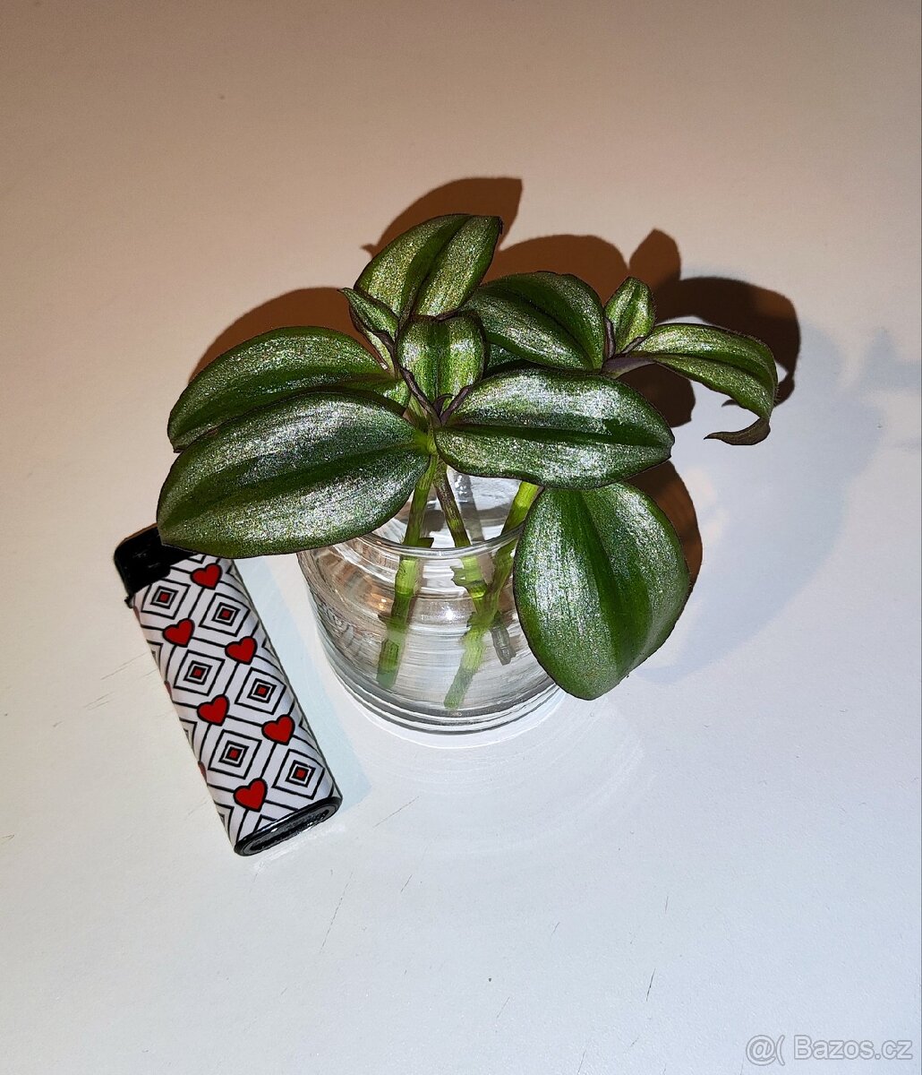 Tradescantia Zebrina - řízky