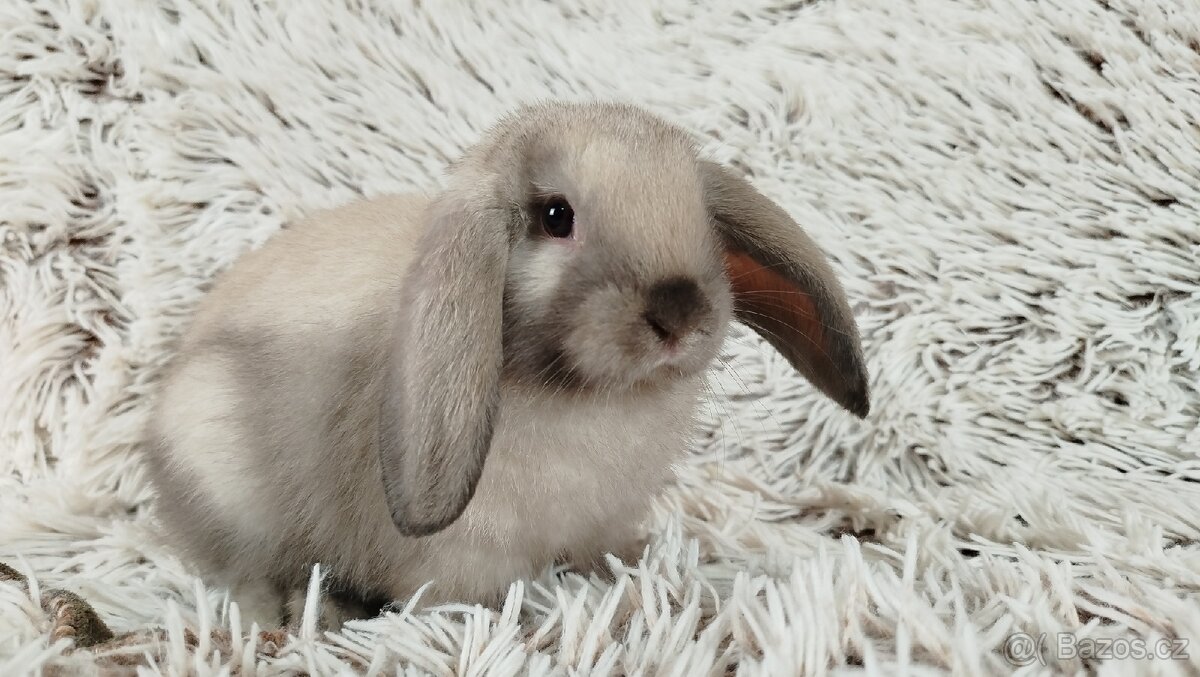 Zakrslý beránek, králíček, králík - REY