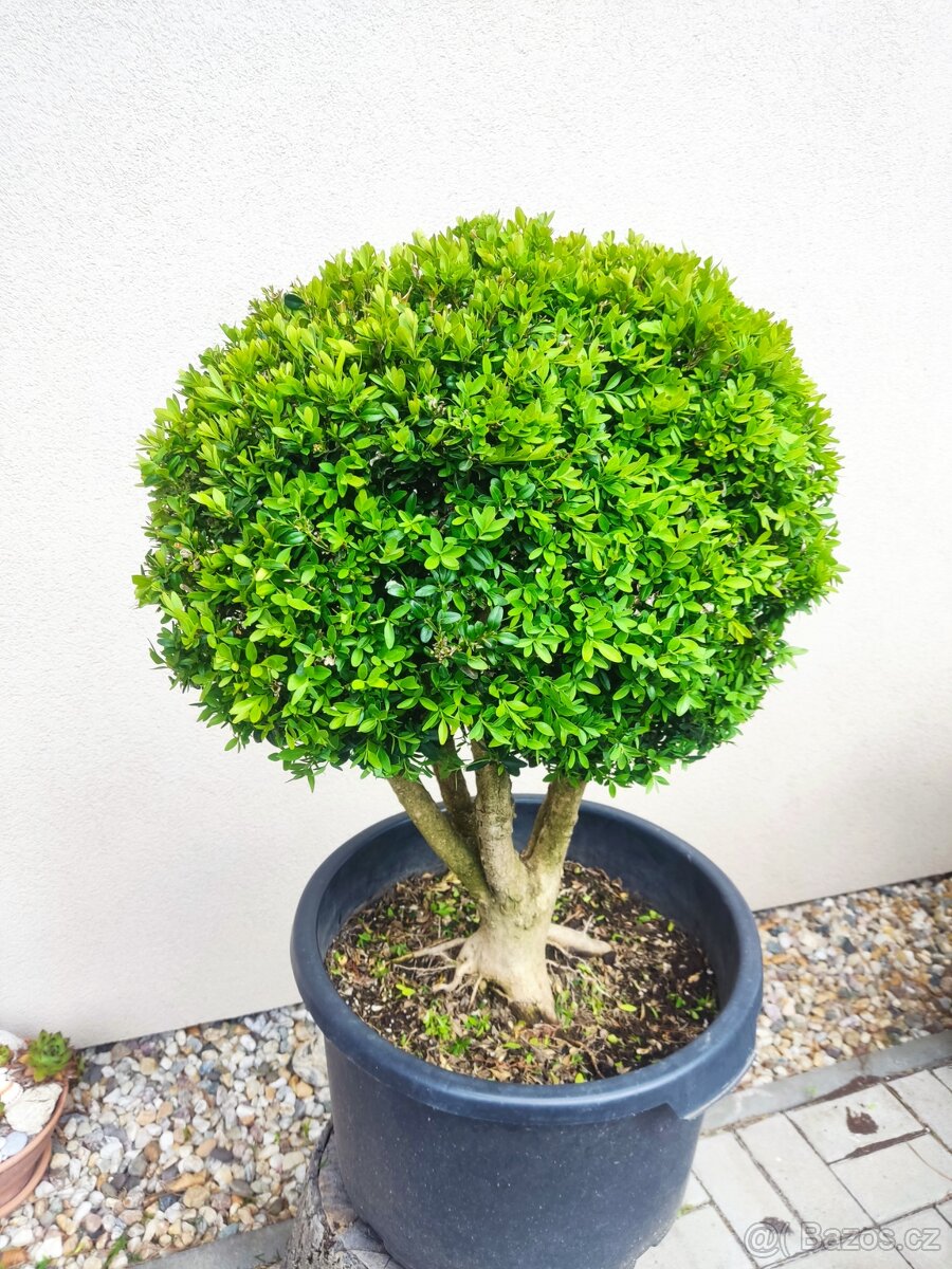 Tvarovaný strom, bonsai, niwaki, yamadori