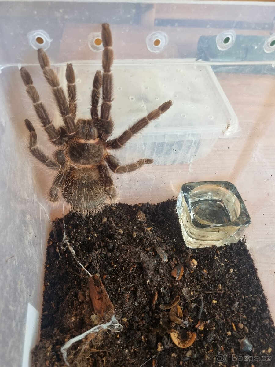 Lasiodora parahybana