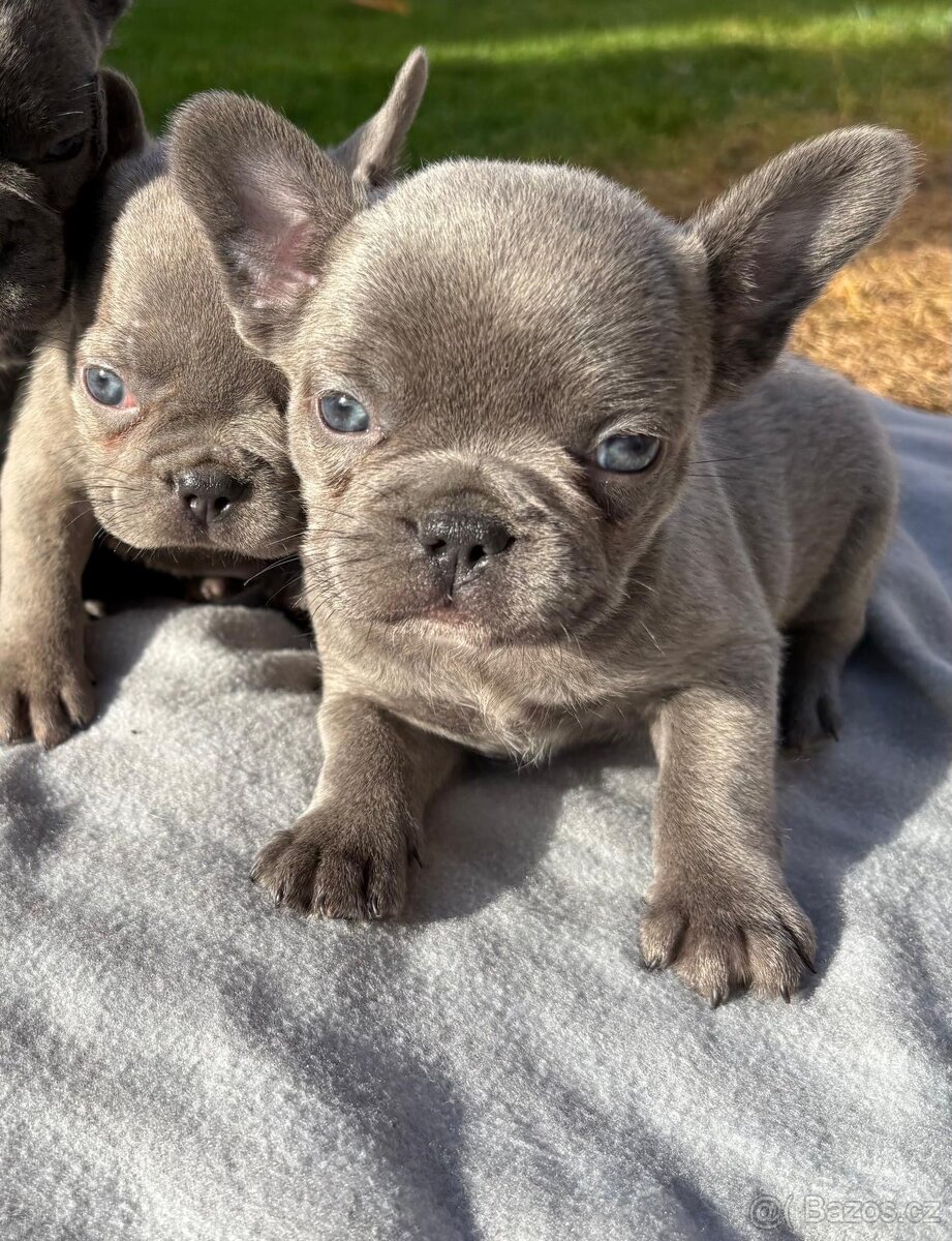 Francouzsky buldoček