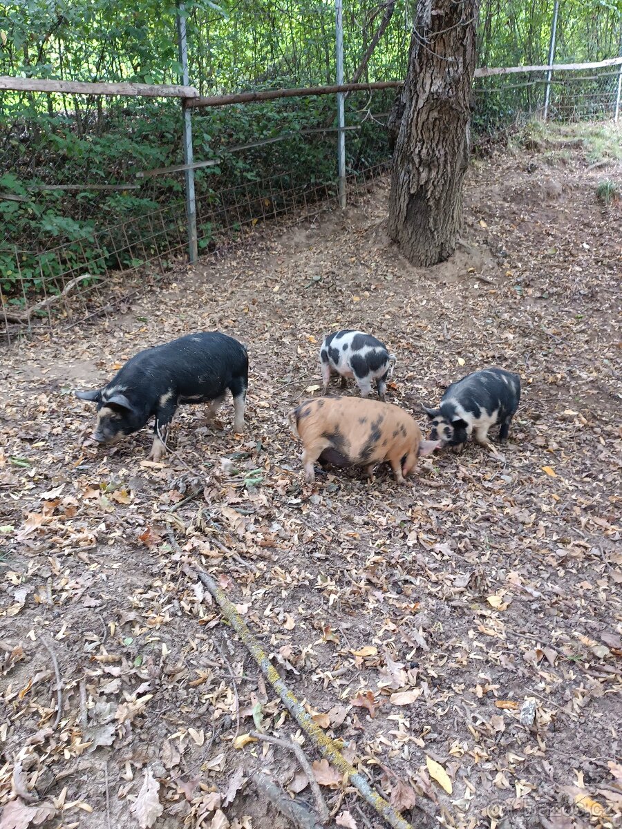 Selata prasete kune kune