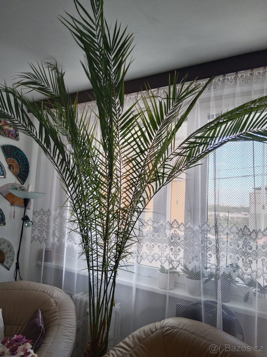 Prodám palmu