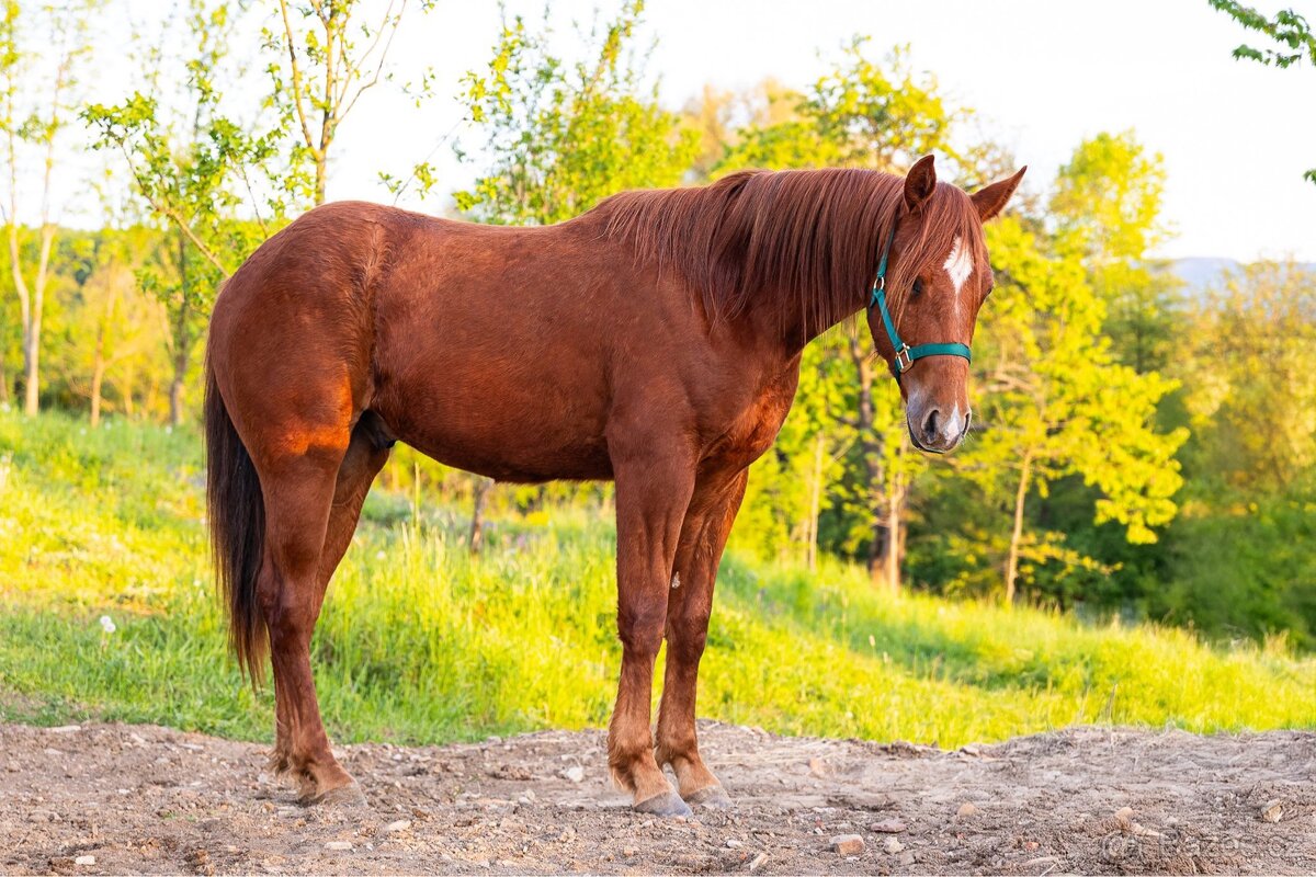 2letý valach QH