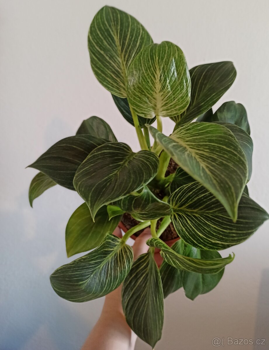 Philodendron Birkin
