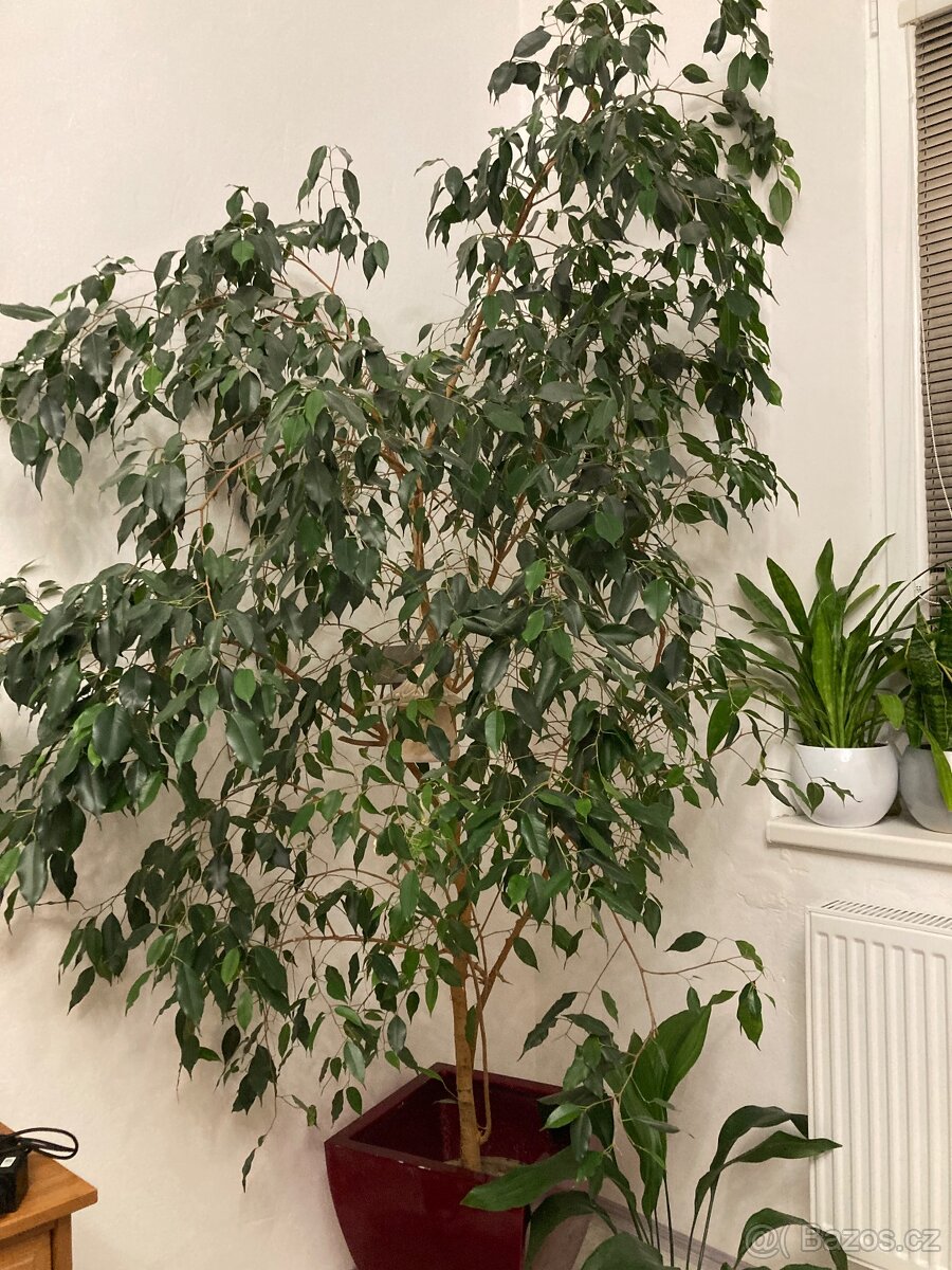 Fikus benjamina