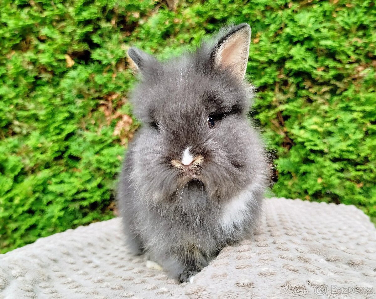 Zakrslý králík, králíček -(lvíček)-TOMMY