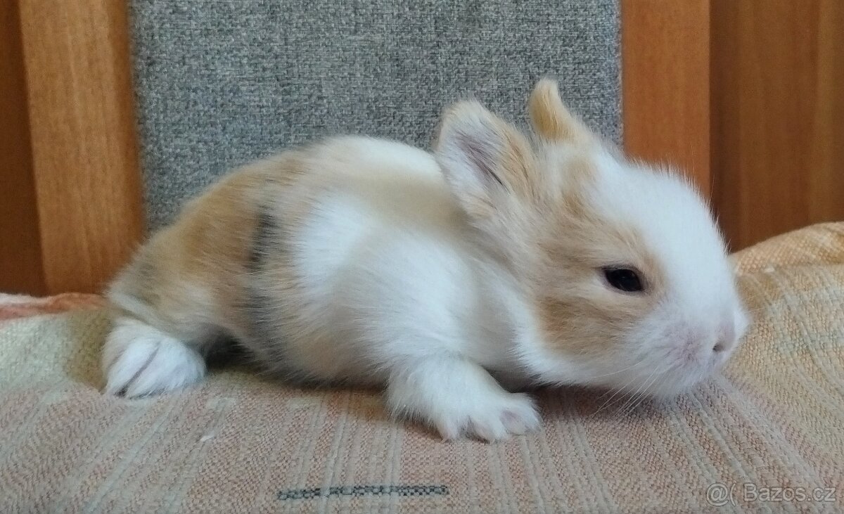 Zakrslý Teddy králík, králíček...