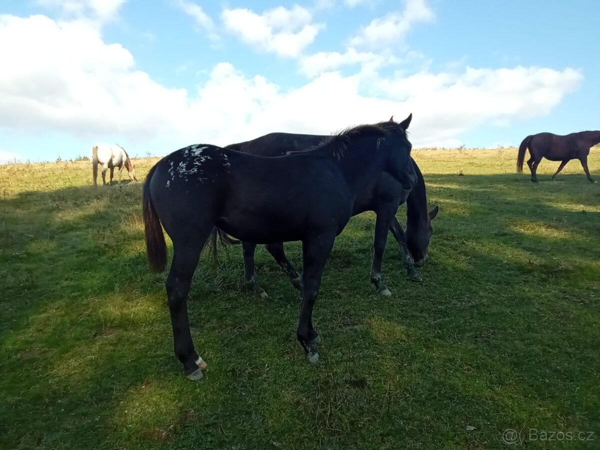 Letošní Appaloosa