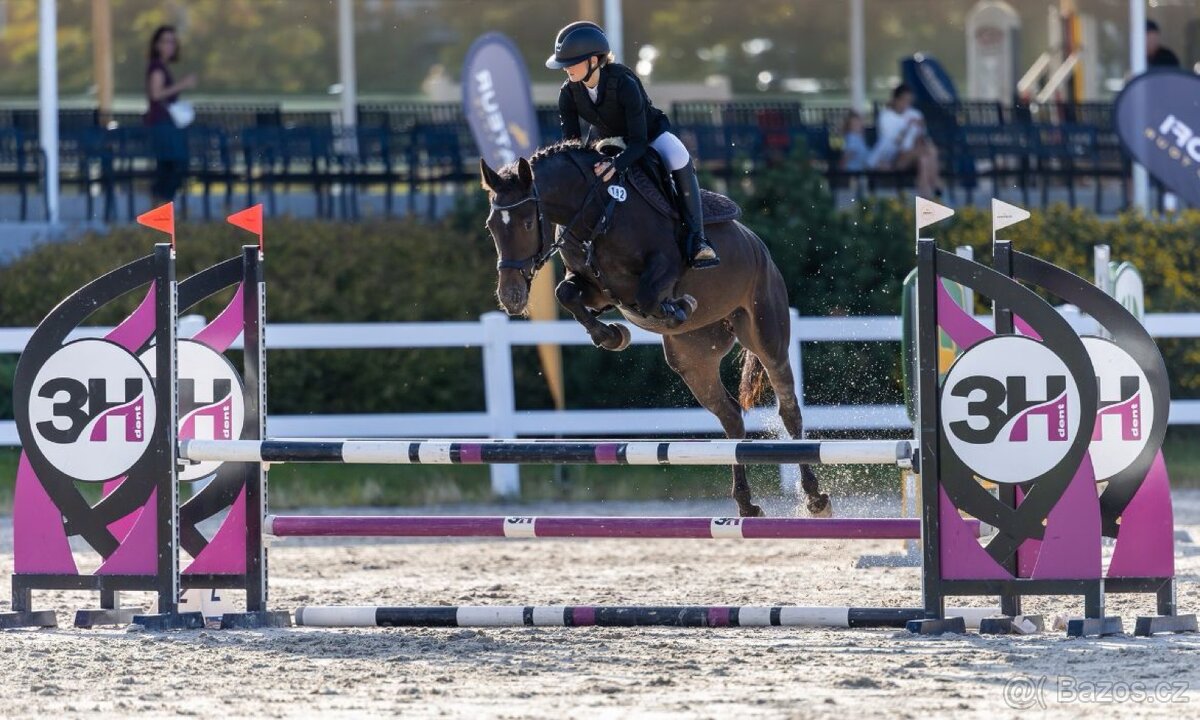 Pony klisna do sportu