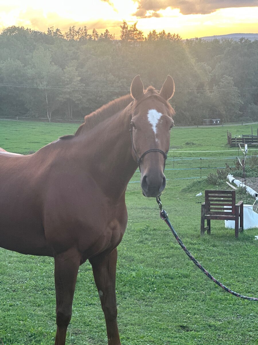 Tříletá charakterní klisna