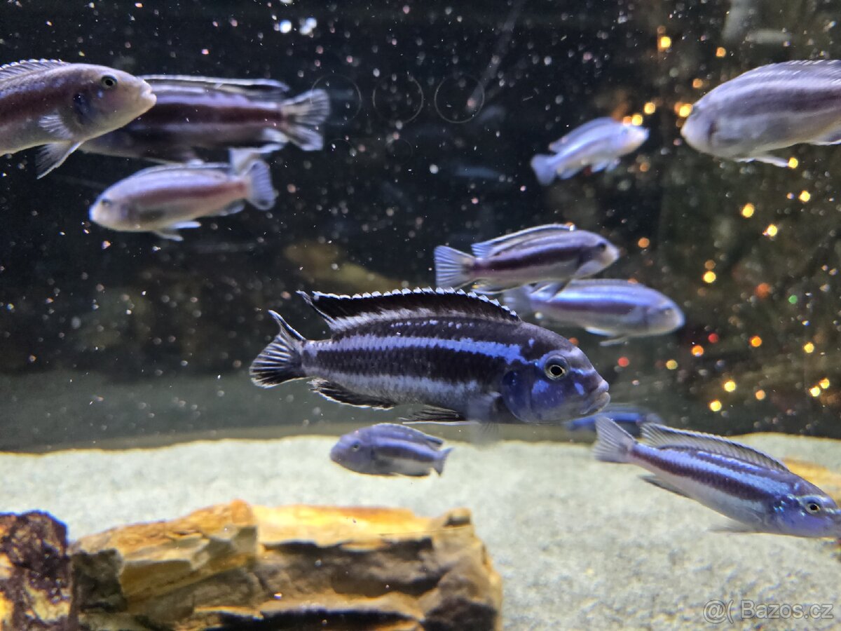 Tlamovci Afrika Malawi