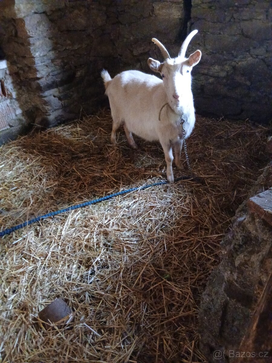 Prodám kozu