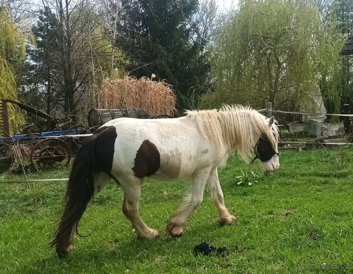 Valášek irský cob