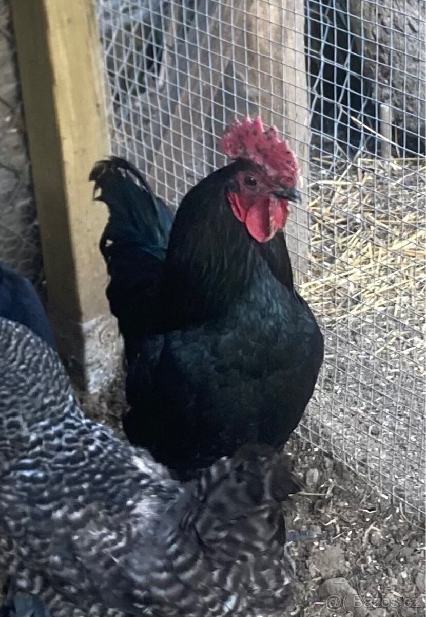 Kohouti ayam krizenci
