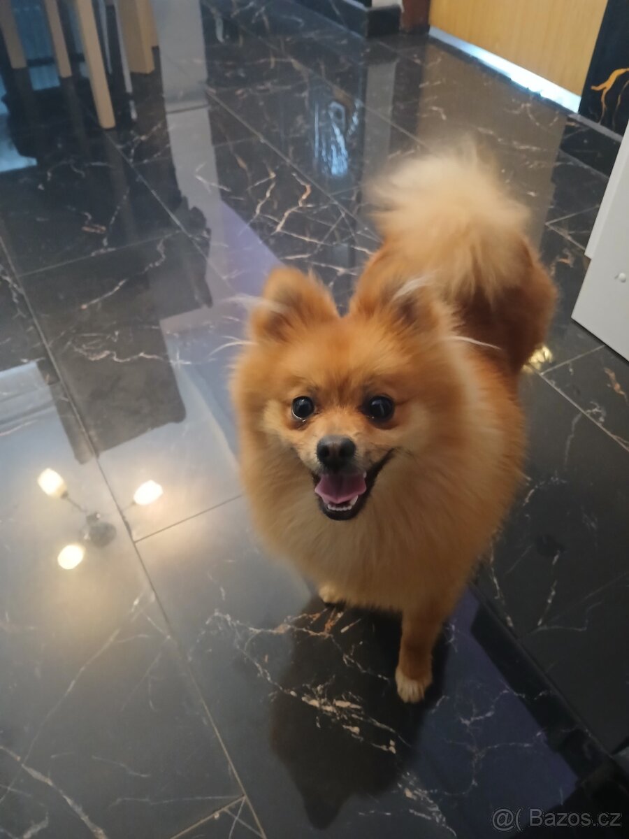 Pomeranian
