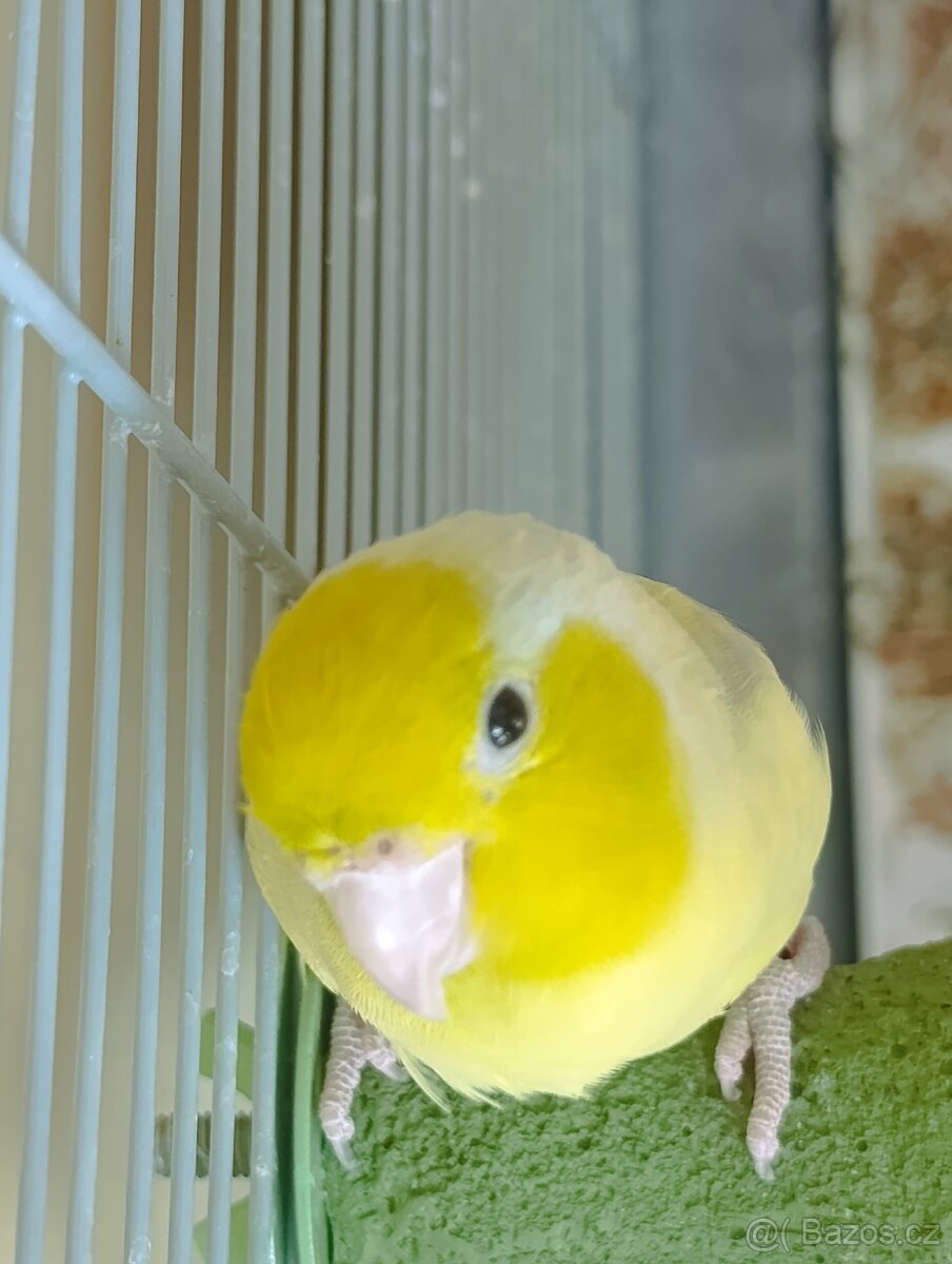 Papoušíček šedokřídlý