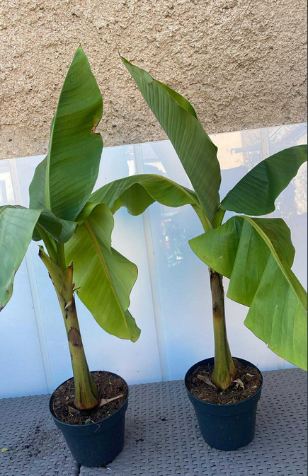 Velké banánovníky - Musa Basjoo - 80 cm
