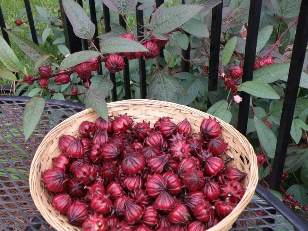 Čajový ibišek - ibišek sudánský (Hibiscus sabdariffa)