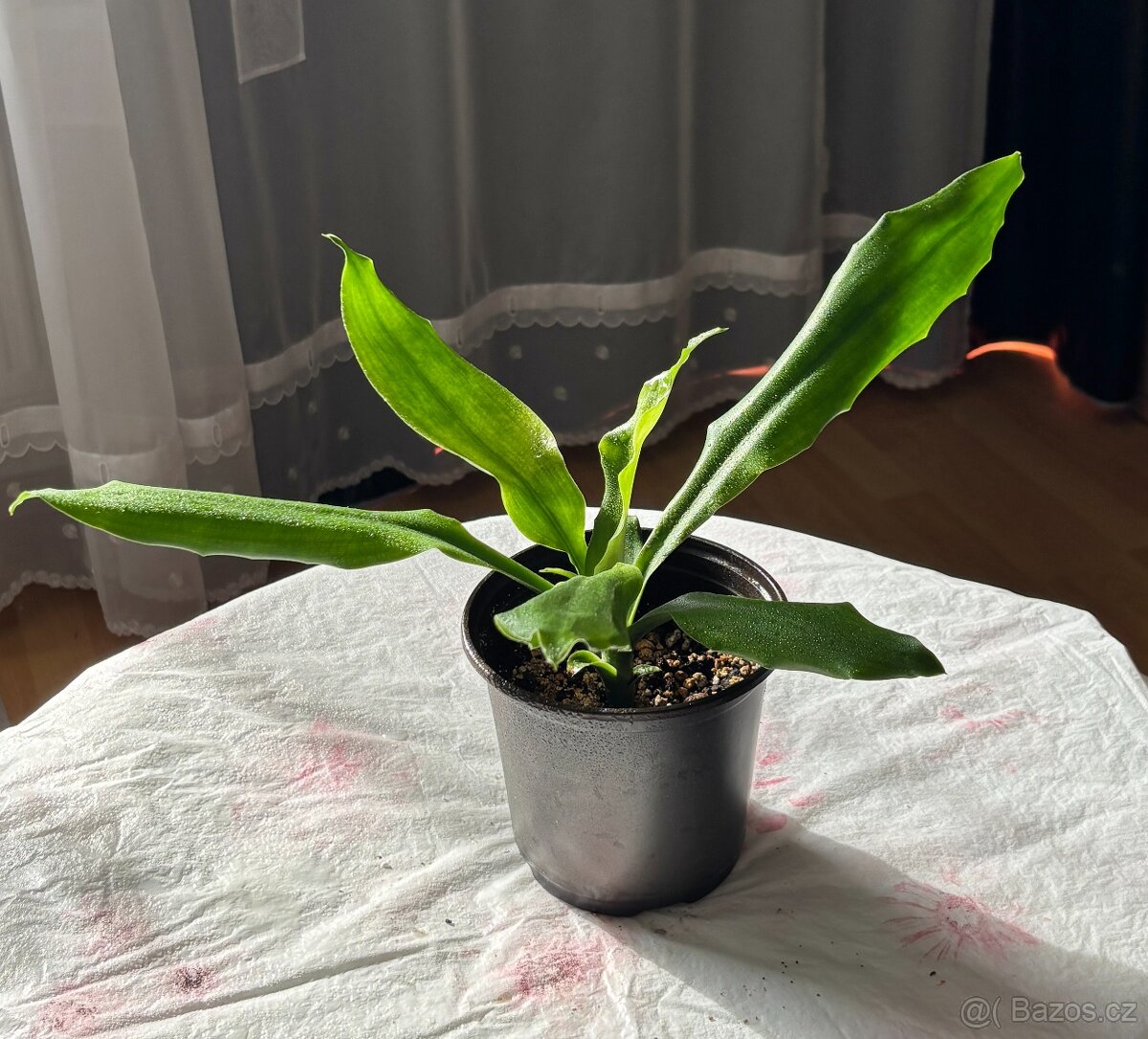 SLEVA⤵️ Dracéna, Dracaena fragrans