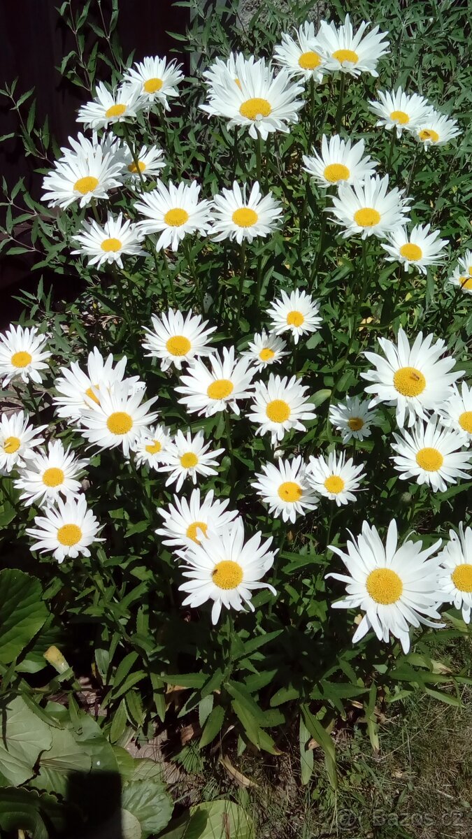 Kopretina - semínka, rostliny