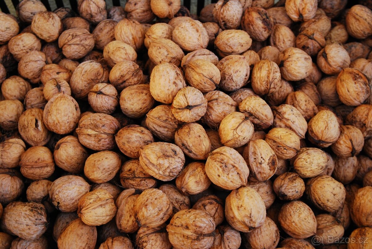 vlašské ořechy