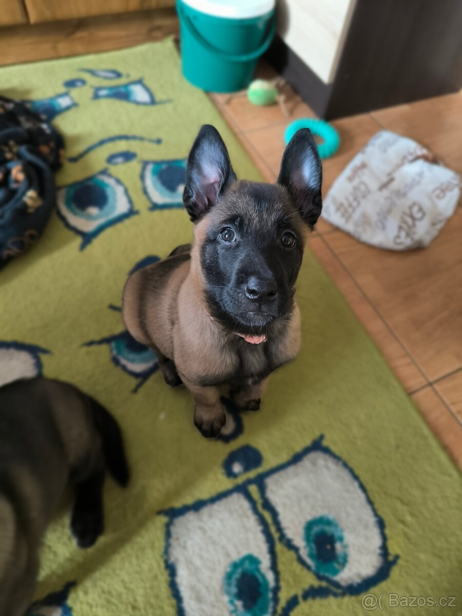 Belgický ovčák malinois s pp