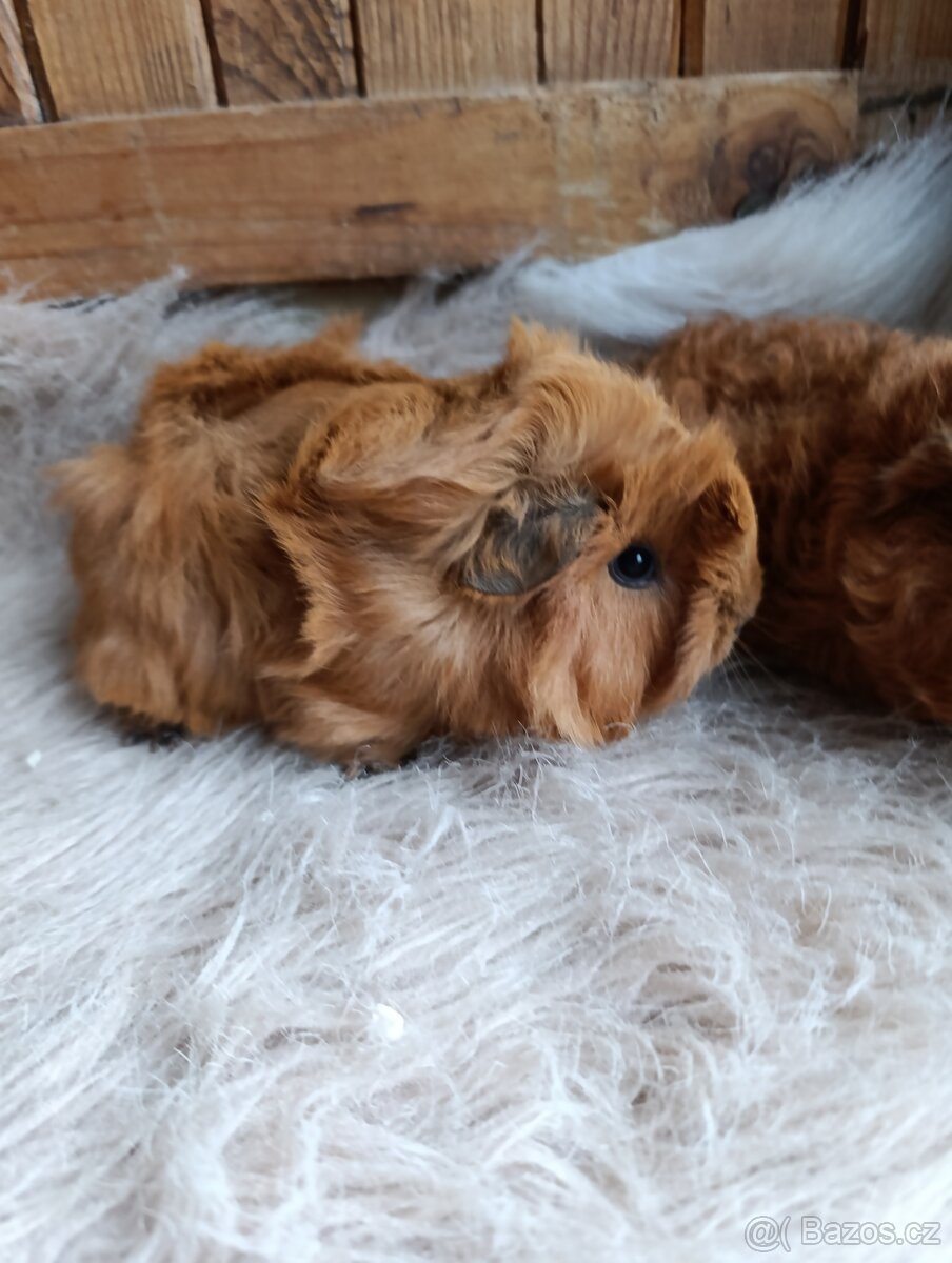 Morče / morčata / morčátko sameček